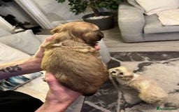 Lhasa Apso dogs for sale: Adorable pedigree Lhasa apso pups  - Image 20