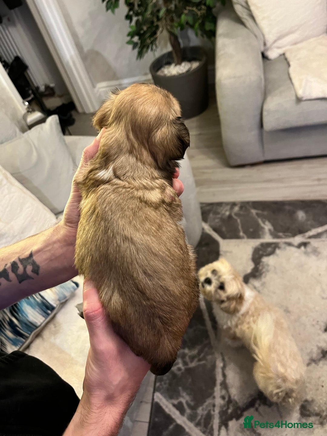 Lhasa Apso dogs for sale: Adorable pedigree Lhasa apso pups  - Image 20