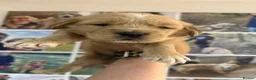 Golden Retriever dogs for sale: 35*GEN RARE RED SHOW LINE HEALTH CERTIFICATED - Advert 11