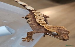 Gecko reptiles for sale: Young crested gecko - Advert 2