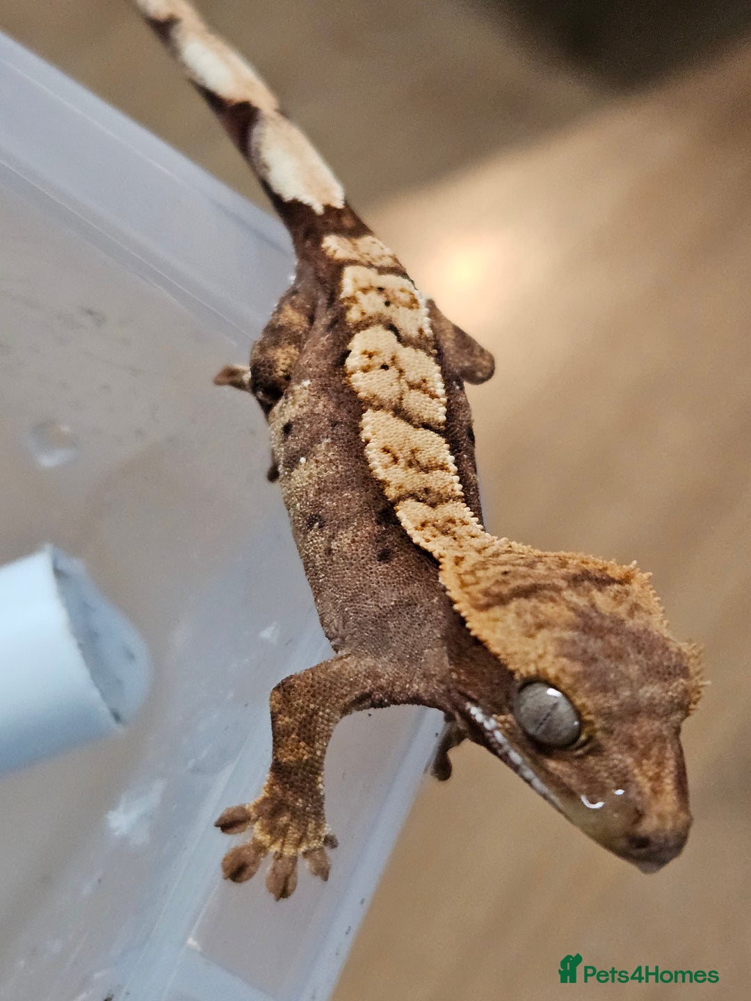 Gecko reptiles for sale: Young crested gecko - Advert 2