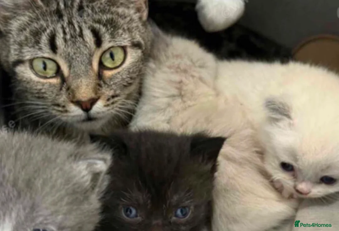 Exotic cats for sale: Ragdoll Kitten  - Advert 5