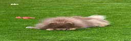 Pomeranian dogs for sale: Exclusive lilac tan true type teddy bear  - Advert 5