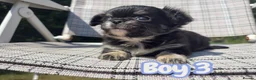 Chihuahua dogs for sale: Exquisite long coat chihuahuas  - Advert 3