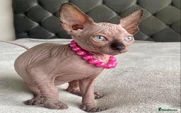 Sphynx cats for sale: Canadian sphinx kittens blue eyes girls  - Image 21