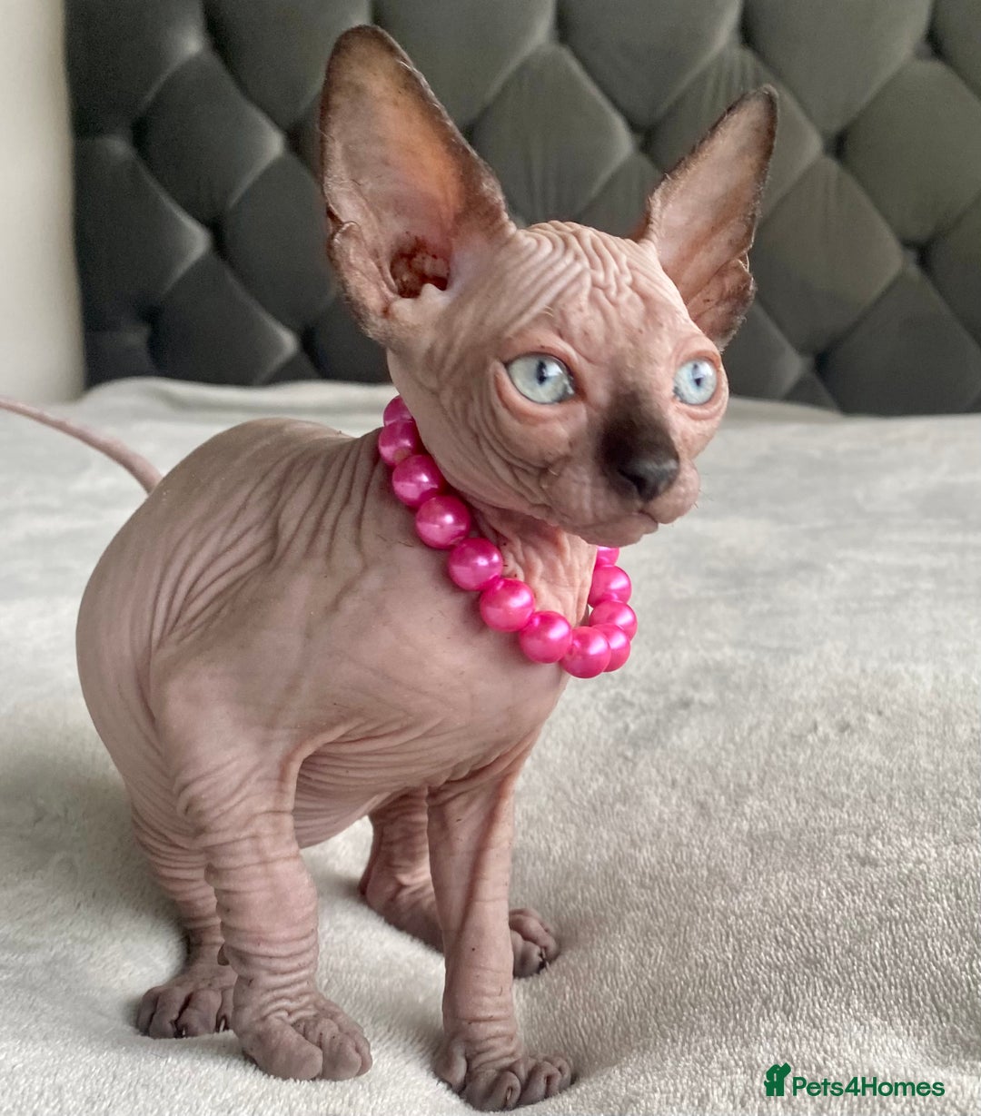 Sphynx cats for sale: Canadian sphinx kittens blue eyes girls  - Image 21
