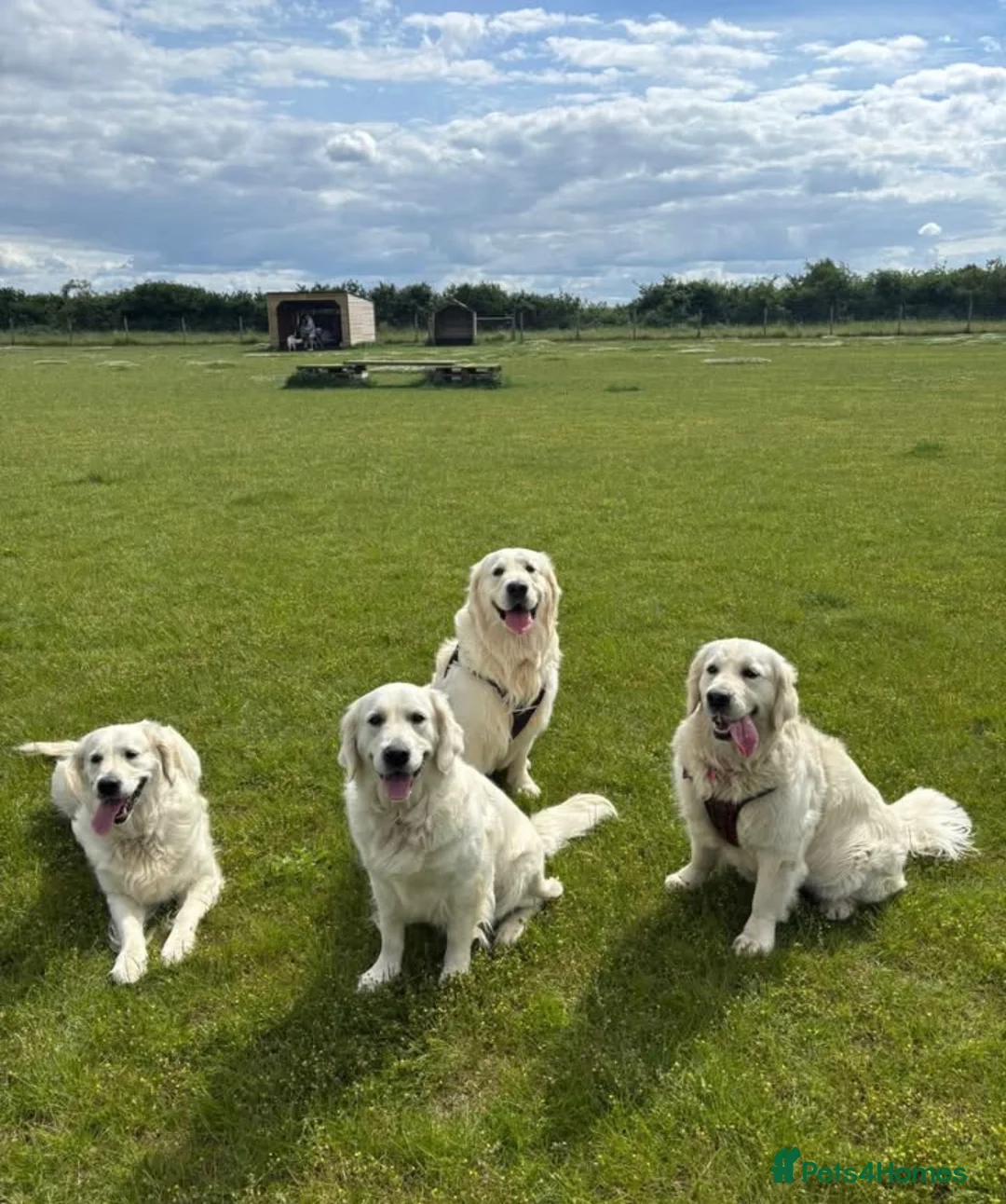 Golden Retriever dogs for sale: Cream Golden Retriever Puppies soon to be born  in Boston - Advert 2