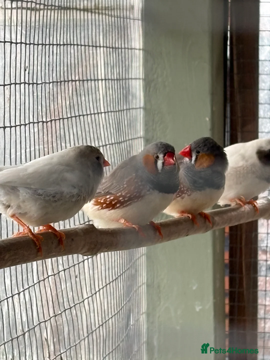 Finches birds for sale: Zebra finches  in Middlesbrough - Advert 1