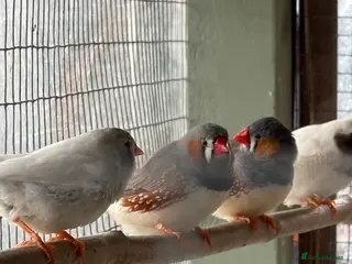 Finches birds Zebra finches - Advert 2