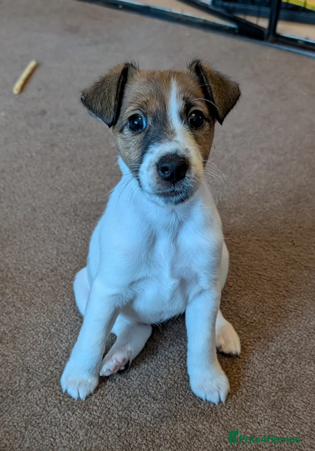 Fox Terrier dogs for sale: Smooth Fox Terrier female available  - Advert 1