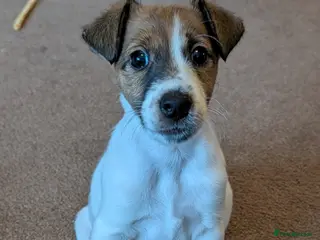 Fox Terrier dogs Smooth Fox Terrier female available - Advert 1