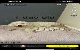 Maltipoo dogs for sale: Beautiful fluffy puppys - Image 8