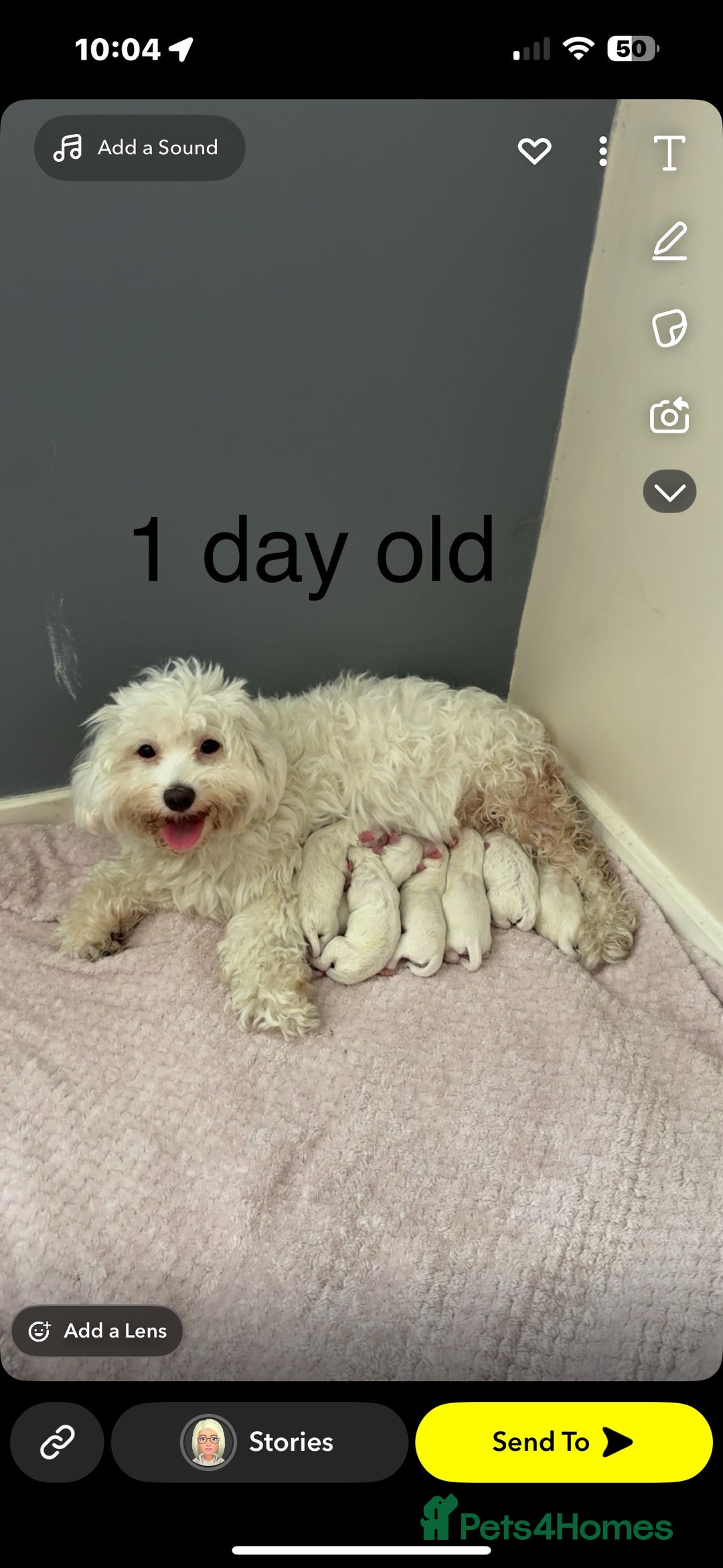 Maltipoo dogs for sale: Beautiful fluffy puppys - Image 8