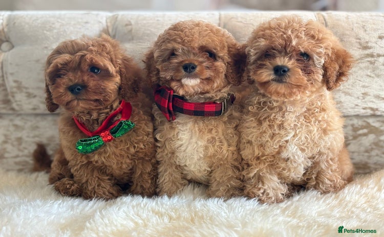 Cavapoochon dogs - Advert 1