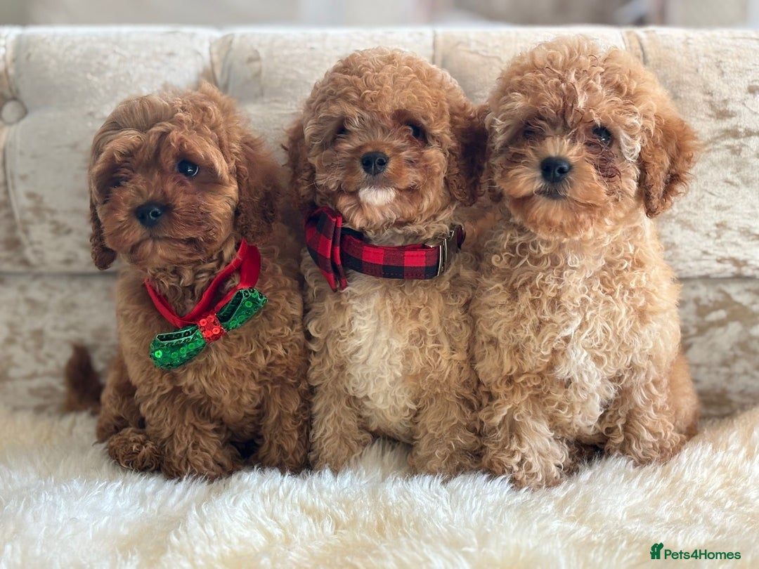 Cavapoochon dogs for sale: Stunning cavapoochon puppies  - Image 1