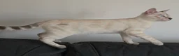 Bengal cats for sale: Outstanding Tica Show quality bengal kitten's - Advert 8