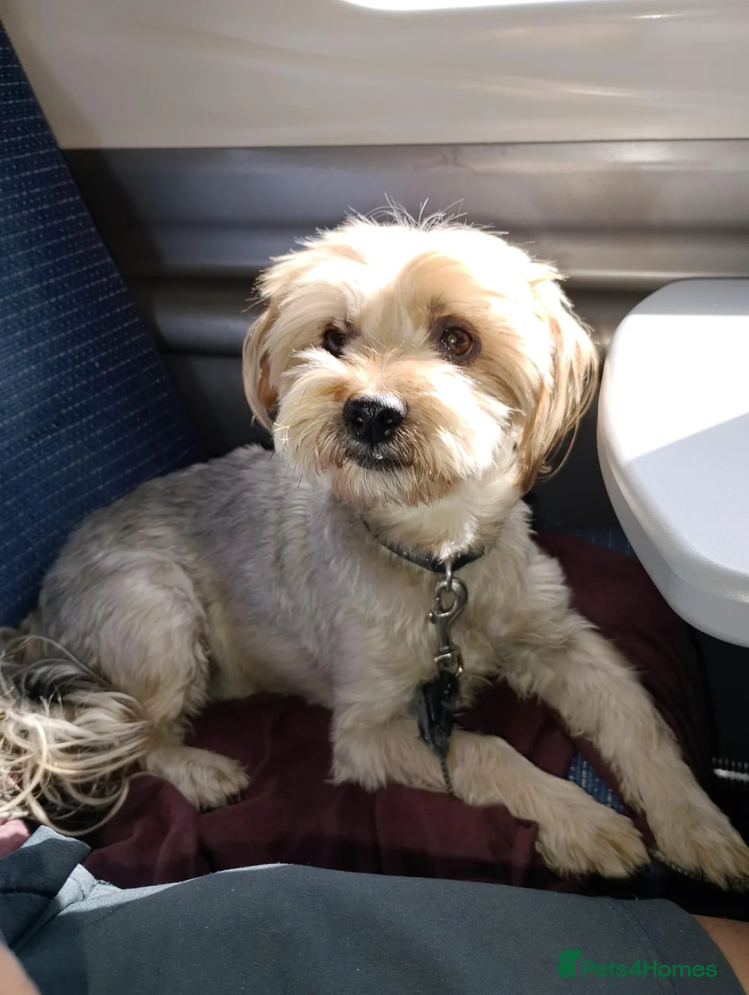 Yorkshire Terrier dogs for sale: Ben is a lovely male, and needs rehoming in Wednesbury - Advert 2