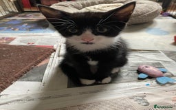 British Shorthair cats for sale: Kittens for sale !! Loving and playful  - Image 3