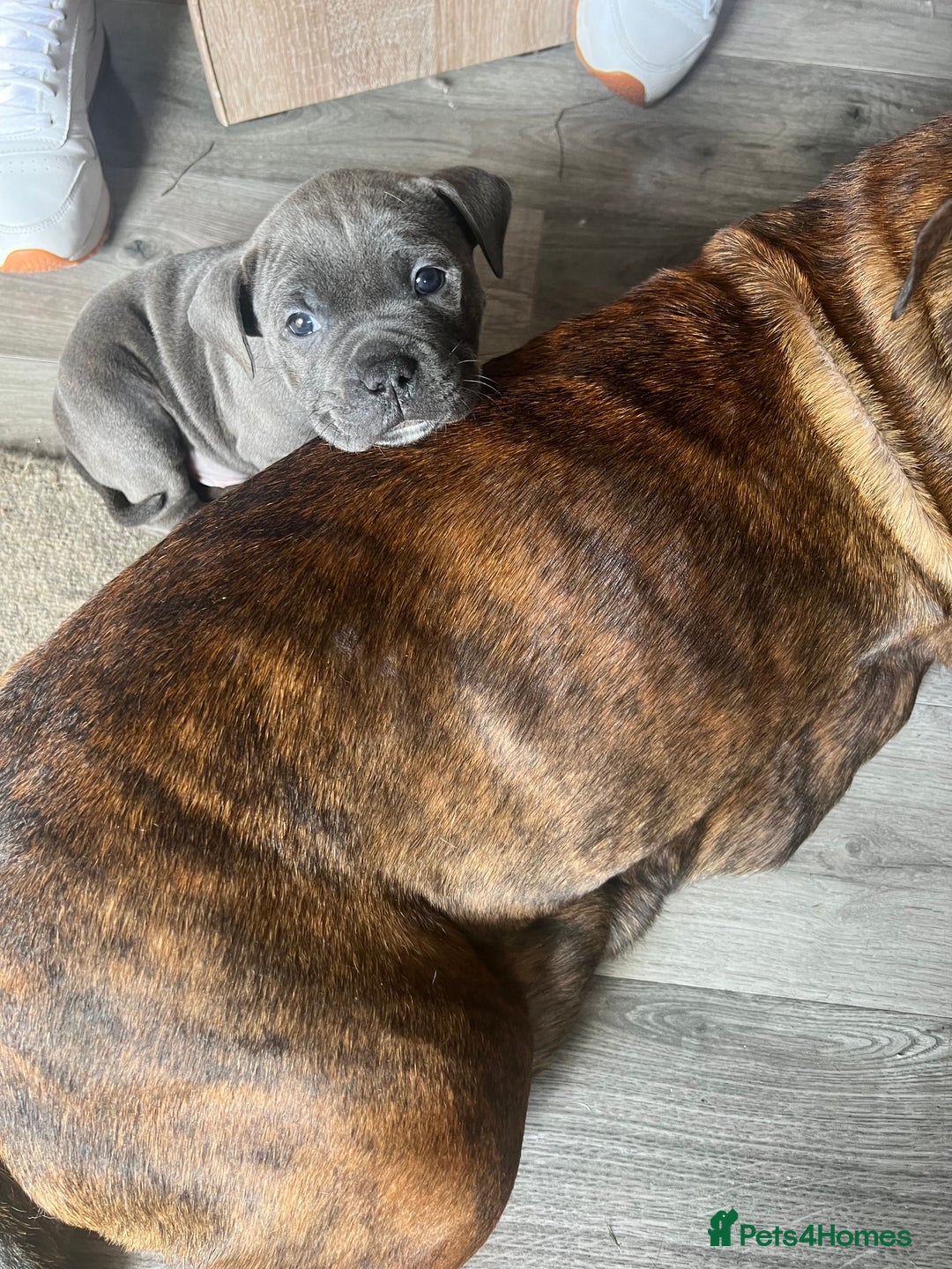 Staffordshire Bull Terrier dogs for sale: 4 Staffordshire bull terrier puppies  - Advert 7