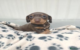 Miniature Dachshund dogs for sale: Miniature dachshunds smooth hair female chocolate  - Image 1
