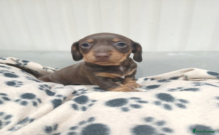 Miniature Dachshund dogs - Advert 1