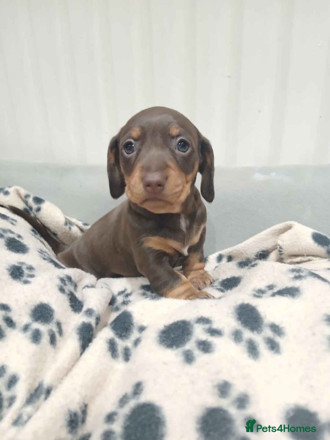 Miniature Dachshund dogs for sale: Miniature dachshunds smooth hair female chocolate  - Image 1