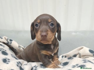 Miniature Dachshund dogs - Advert 5