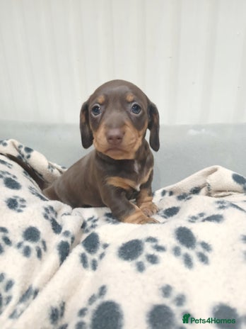 Miniature Dachshund dogs - Advert 1