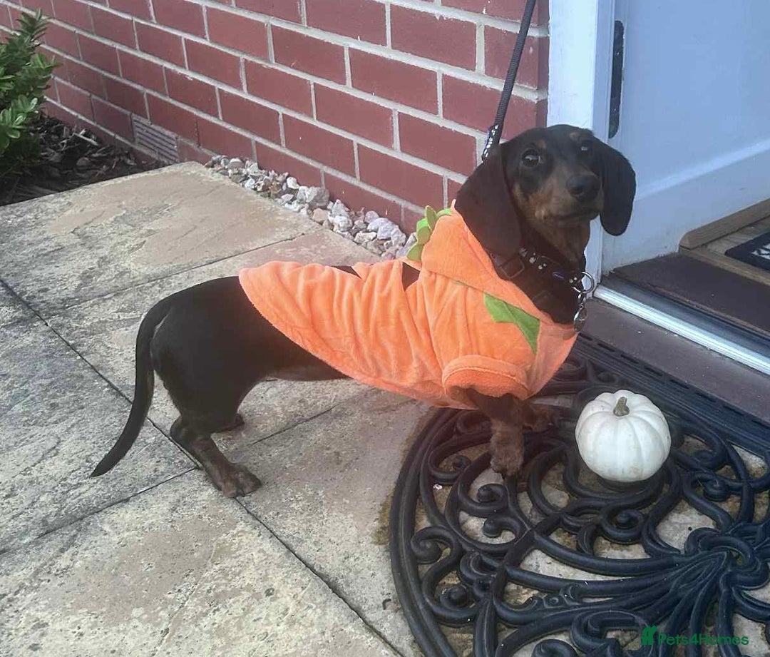 Miniature Dachshund dogs for sale: Pedigree Female Minature Dachshund - Advert 2