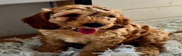 Cockapoo dogs for sale: Health Tested  Cockapoo Puppies  - Advert 1
