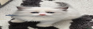 Ragdoll Kitten 2