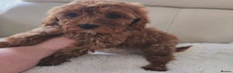 Cavapoo dogs for sale: Cavapoobabiesuk litter has arrived - Advert 1