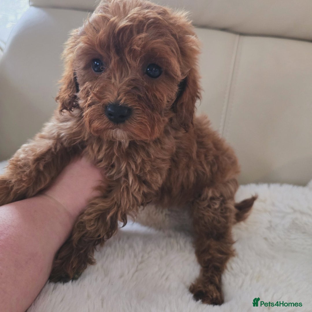 Cavapoo dogs for sale: Cavapoobabiesuk litter has arrived - Advert 1