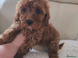 Cavapoo dogs Cavapoobabiesuk litter has arrived - Advert 11