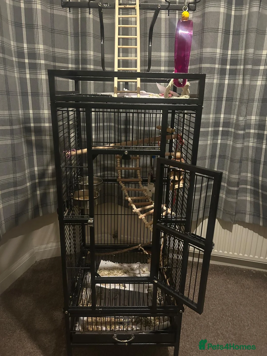 Parrots birds for sale: Pineapple conure  in London - Advert 4