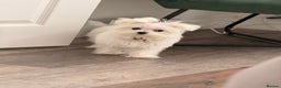 Maltese dogs for sale: Lovely Maltese boy  - Advert 5