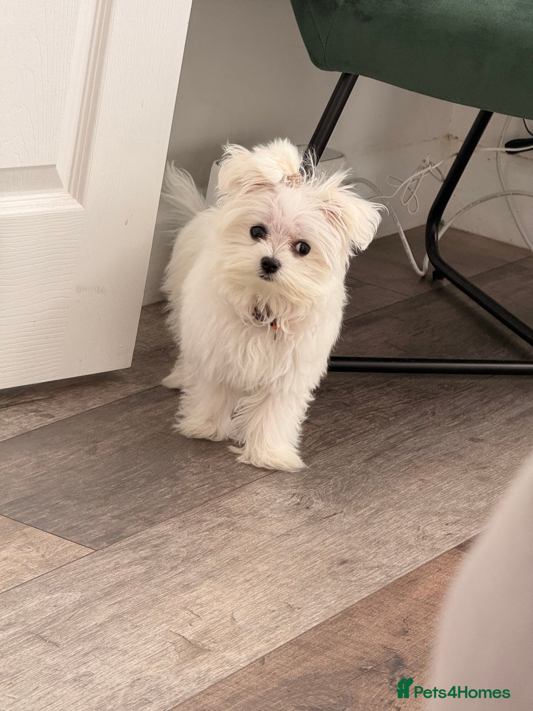 Maltese dogs for sale: Lovely Maltese boy  - Advert 5