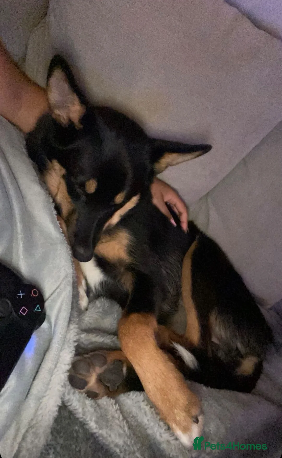 Pomsky dogs for sale: Pomsky for adoption  - Advert 2