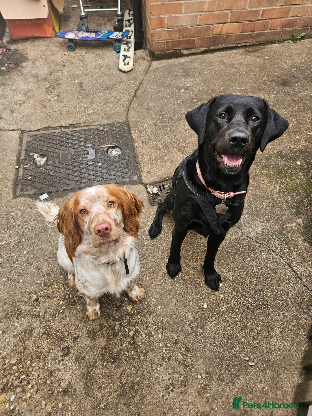 Cockerdor dogs for sale: Beautiful girl looking for her forever home - Advert 6