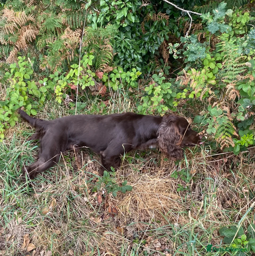Cocker Spaniel dogs for stud: Beautiful Working Cocker Spaniel  - Advert 2
