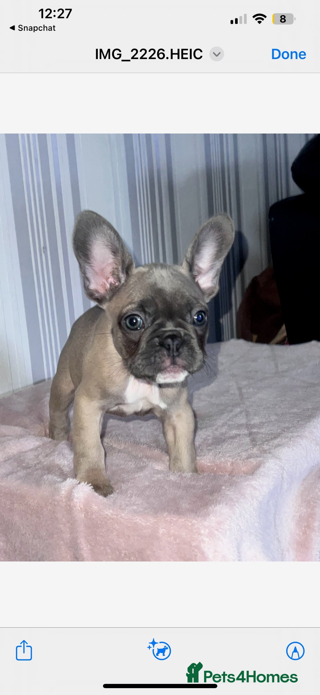 French Bulldog dogs for sale: Little girl looking for her own family 🏡❤️ - Advert 7
