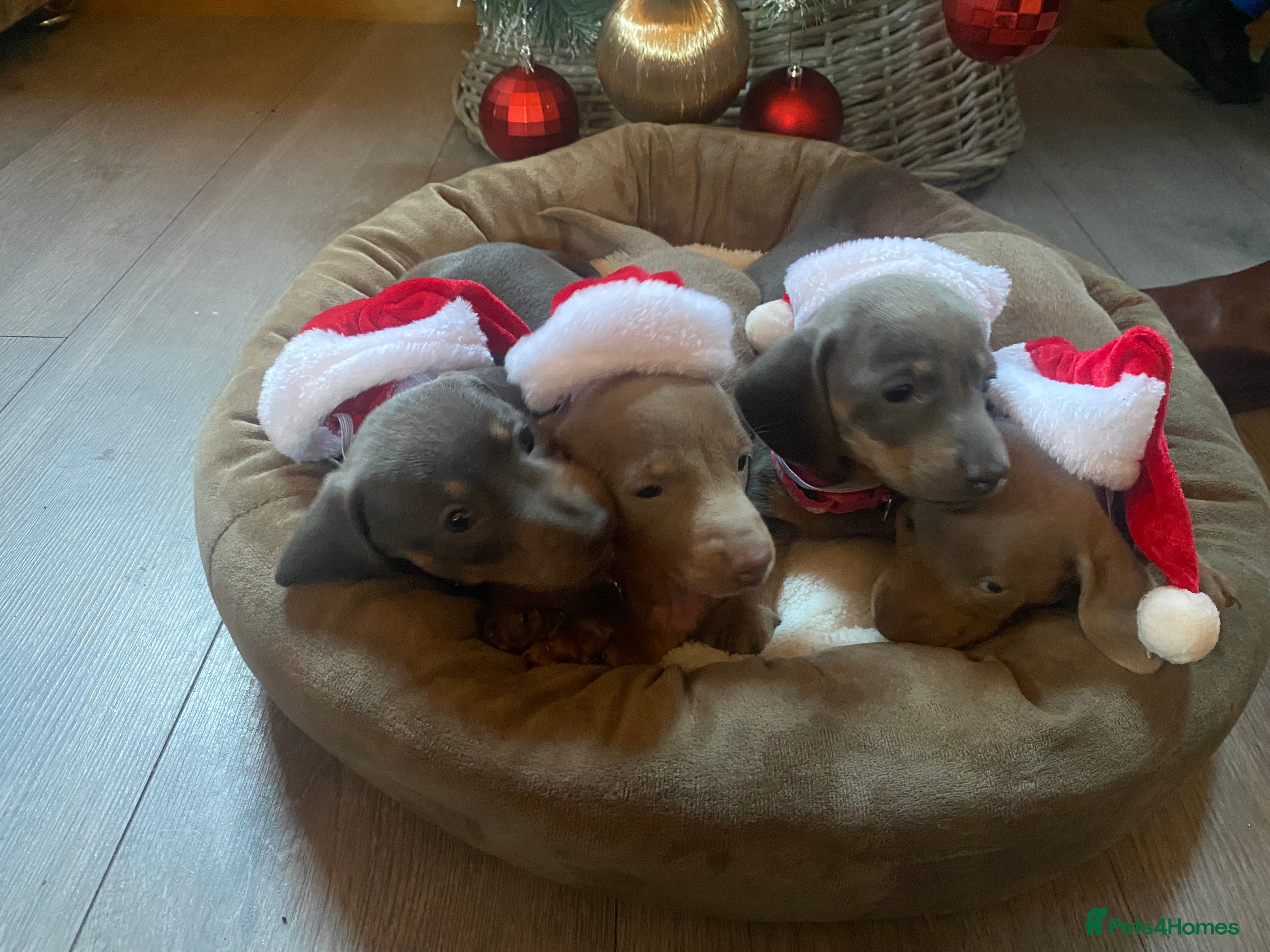 Miniature Dachshund dogs Miniature Dachshunds  - Advert 1