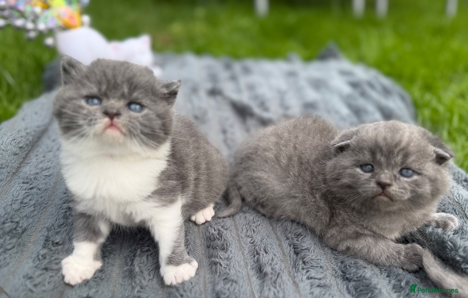 British Shorthair cats British shorthair  - Advert 2