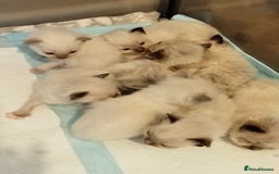 Ragdoll cats for stud: Regdoll  in Kirkcaldy - Image 6