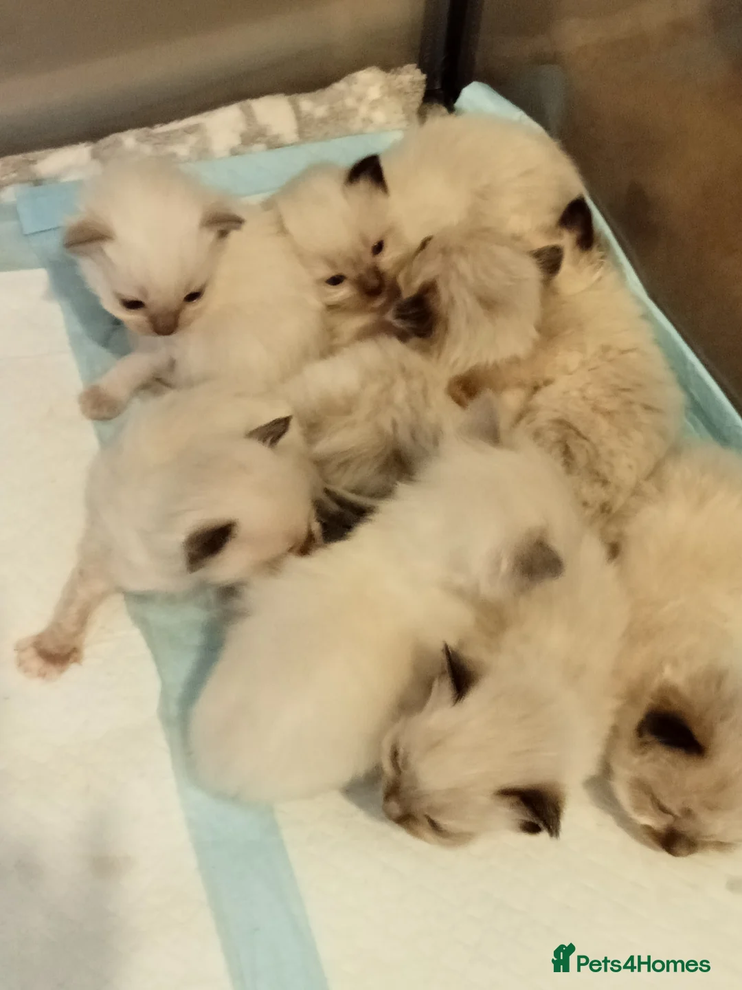 Ragdoll cats for stud: Regdoll  in Kirkcaldy - Advert 7