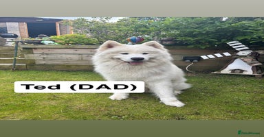Samoyed dogs - Advert 8