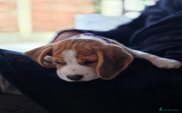 Beagle dogs for sale: 1 beagle girl left, ready now ❤️ in Warrington - Image 4