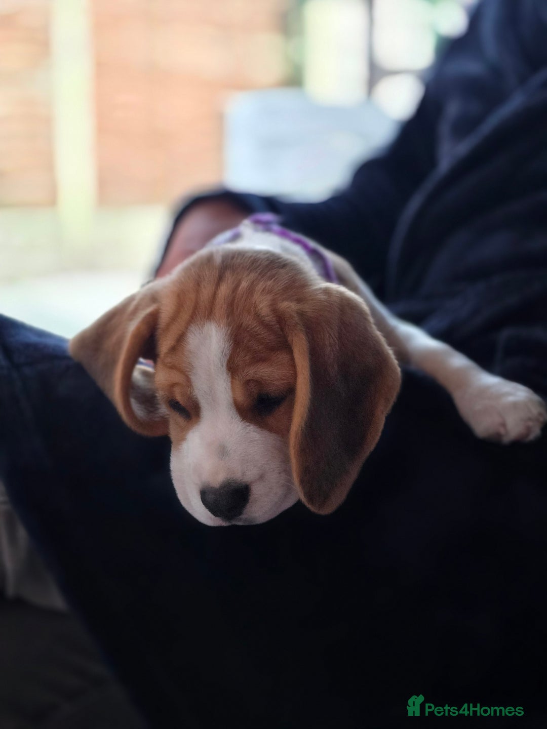 Beagle dogs for sale: 1 beagle girl left, ready now ❤️ in Warrington - Image 4