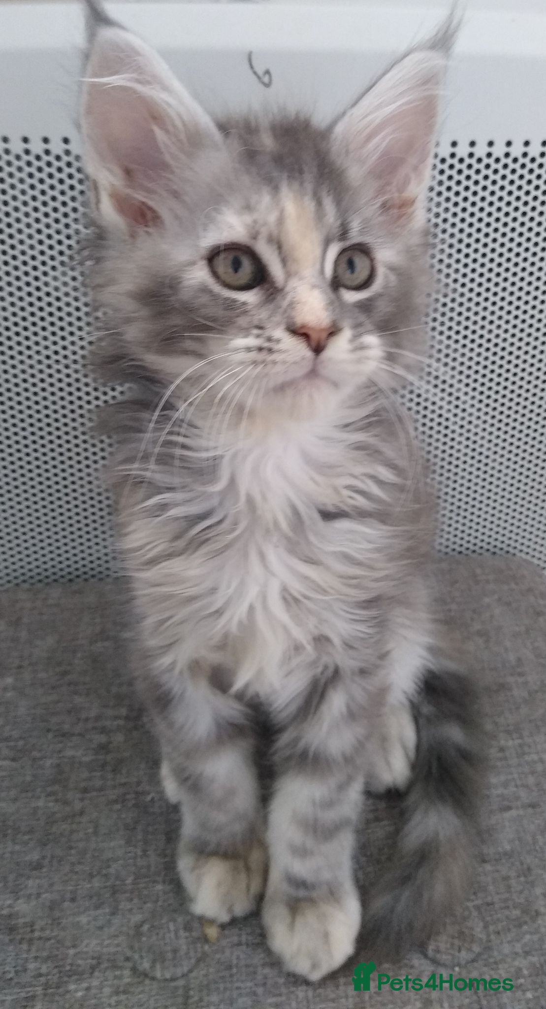 Maine Coon cats Pure breed XXL Maine Coon kittens  - Advert 5