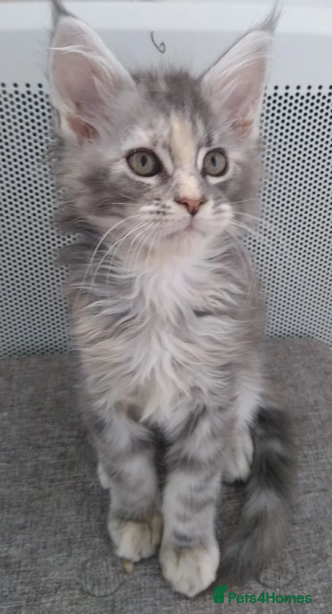 Maine Coon cats for sale: Pure breed XXL Maine Coon kittens  - Advert 2